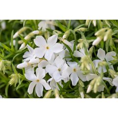 Floks szydlasty 'Maischnee'